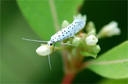 Yponomeuta multipunctella - American Ermine Moth