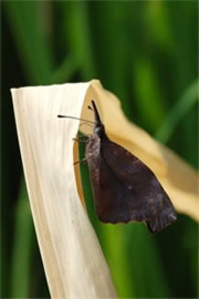 Libytheana carinenta - American Snout Butterfly