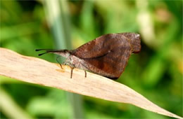 Libytheana carinenta - American Snout Butterfly