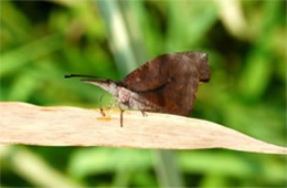 Libytheana carinenta - American Snout Butterfly