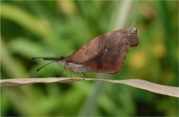 Libytheana carinenta - American Snout Butterfly