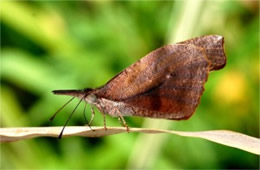 Libytheana carinenta - American Snout Butterfly