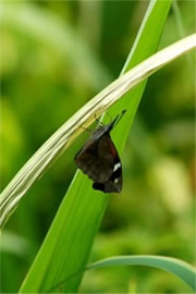 Libytheana carinenta - American Snout Butterfly