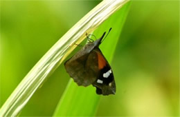 Libytheana carinenta - American Snout Butterfly