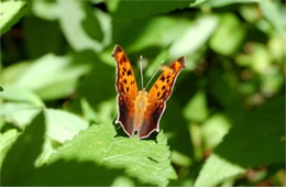 Polygonia - Anglewing Butterfly