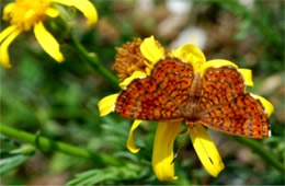 Calephelis arizonensis - Arizona Metalmark