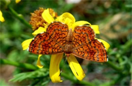 Calephelis arizonensis - Arizona Metalmark