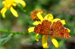 Calephelis arizonensis - Arizona Metalmark