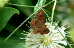 Calephelis arizonensis - Arizona Metalmark