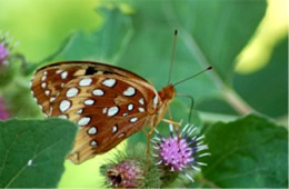 Speyeria atlantis - Atlantis Fritillary