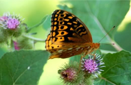 Speyeria atlantis - Atlantis Fritillary