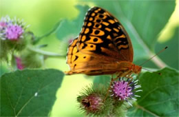 Speyeria atlantis - Atlantis Fritillary