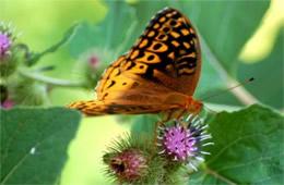 Speyeria atlantis - Atlantis Fritillary