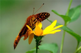 Speyeria atlantis - Atlantis Fritillary