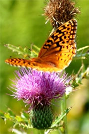 Speyeria atlantis - Atlantis Fritillary