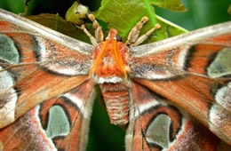 Attacus atlas - Atlas Moth