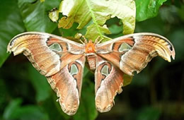 Attacus atlas - Atlas Moth