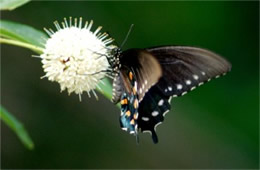 Papilio polyxenes - Black Swallowtail