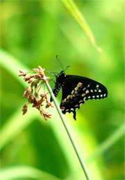 Papilio polyxenes - Black Swallowtail Butterfly