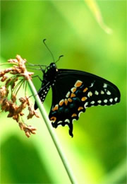 Papilio polyxenes - Black Swallowtail Butterfly