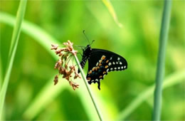 Papilio polyxenes - Black Swallowtail Butterfly