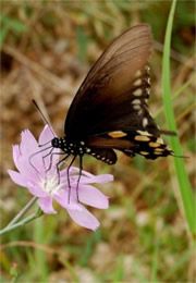 Papilio polyxenes - Black Swallowtail Butterfly