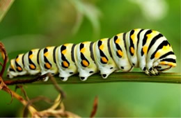 Papilio polyxenes - Black Swallowtail Caterpillar