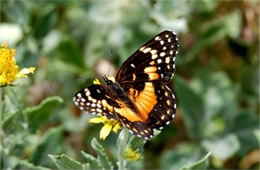 Chlosyne lacinia - Bordered Patch Butterfly