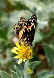 Chlosyne lacinia - Bordered Patch Butterfly