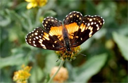 Chlosyne lacinia - Bordered Patch Butterfly