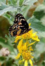 Chlosyne lacinia - Bordered Patch Butterfly