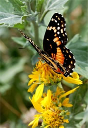 Chlosyne lacinia - Bordered Patch Butterfly