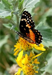 Chlosyne lacinia - Bordered Patch Butterfly