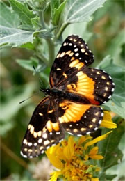 Chlosyne lacinia - Bordered Patch Butterfly