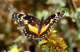 Chlosyne lacinia - Bordered Patch Butterfly