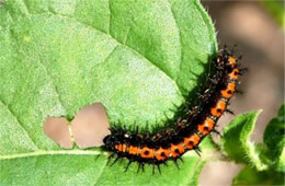 Chlosyne lacinia - Bordered Patch Caterpillar