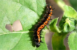 Chlosyne lacinia - Bordered Patch Caterpillar