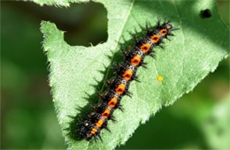 Chlosyne lacinia - Bordered Patch Caterpillar