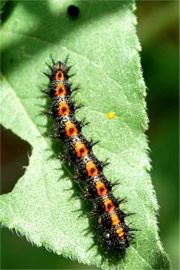 Chlosyne lacinia - Bordered Patch