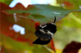 Hemileuca maia - Buck Moth