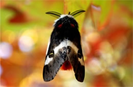 Hemileuca maia - Buck Moth