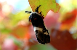 Hemileuca maia - Buck Moth