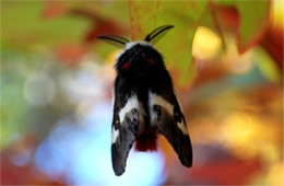 Hemileuca maia - Buck Moth