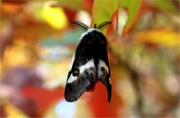 Hemileuca maia - Buck Moth