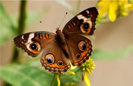 Junonia coenia - common buckeye butterfly