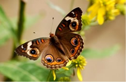 Junonia coenia - common buckeye butterfly