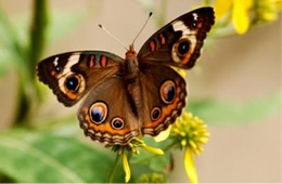 Junonia coenia - common buckeye butterfly