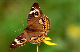 Junonia coenia - common buckeye butterfly