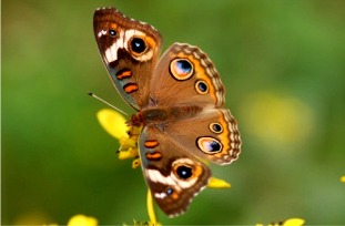 Junonia coenia - common buckeye butterfly