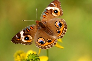 Junonia coenia - common buckeye butterfly